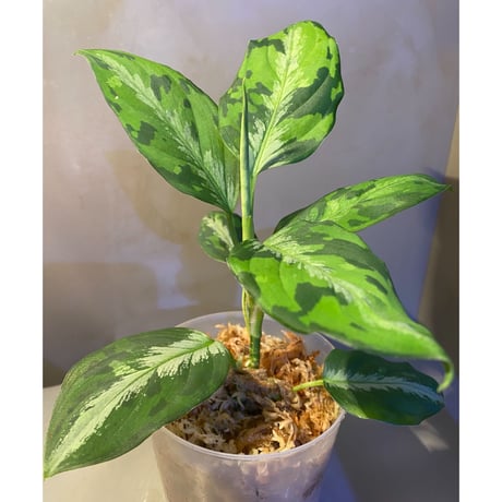 Aglaonema pictum "マルチカラー白玉" D.F.S from Sumatera barat [AZ0912-1]