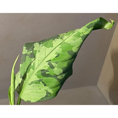 Aglaonema pictum tricolor from Aceh sumatera [LA0819-01b]