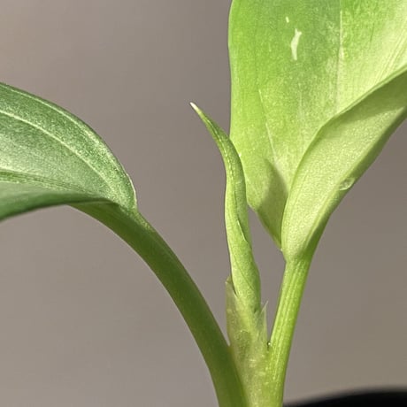Aglaonema pictum A from Aceh sumatera [LA1115-03 i]