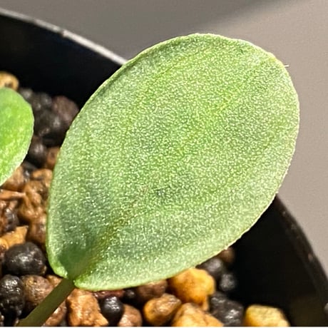 Homalomena sp. "月輪" from Sumatera Utara [LA0118-02]