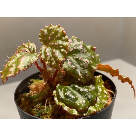Begonia sp. from Muara Wahau [TB]