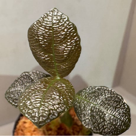 Ophiorrizha sp. from Kapuas hulu West Kalimantan