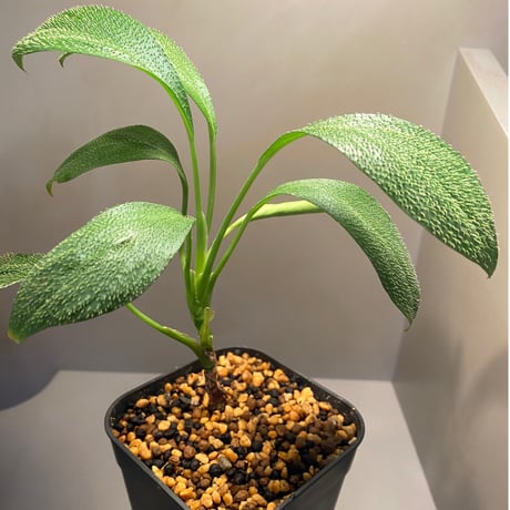 Homalomena hasei "狐尾" from Aceh sumatera [LA0616-04]
