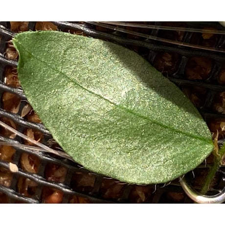 Ficus sp. "Muara wahau" white Kalimantan timur [TB]