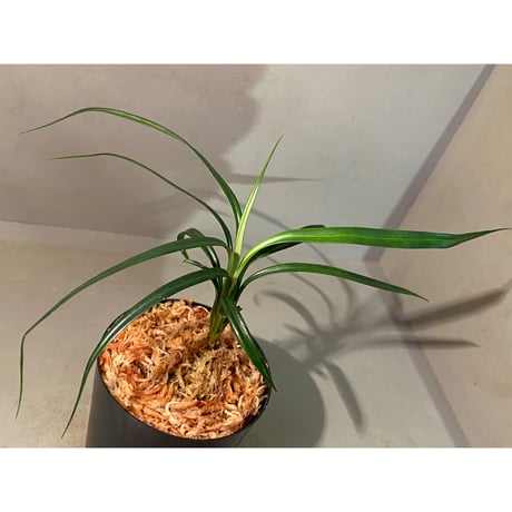 Mapania caudata from Murung raya [LA0515-04] ①