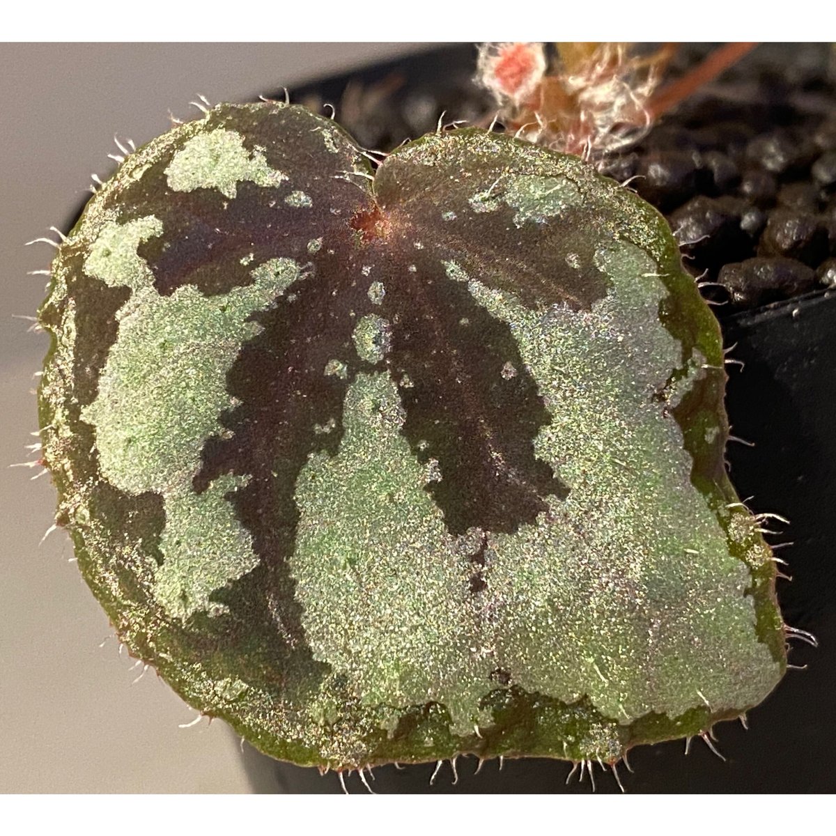 Begonia sp. from Lang Son [YH030519] TK | M・R・G・R