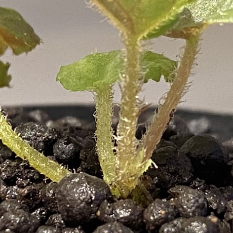 Begonia sp. from Tuyen Quang [YH1117] TK