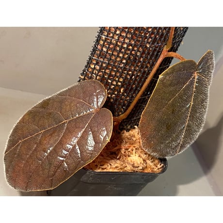 Pterisanthes sp. from Sabah [R0516-01]