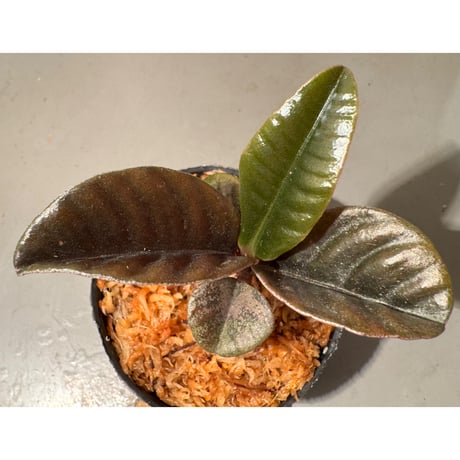 Labisia sp. from Landak West Kalimantan