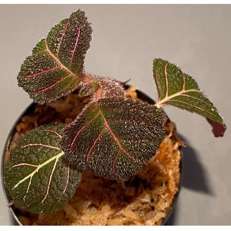 Pearcea hypocyrtiflora from Rio Napo Ecuador [tanakay]