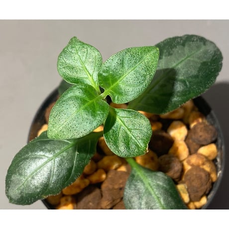 Gymnostachyum sp. from Aceh sumatera [LA1116-02]