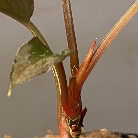 Homalomena sp. from Solok sumatera [LA0616-03]
