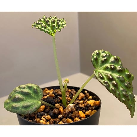 Begonia dracopelta from Borneo