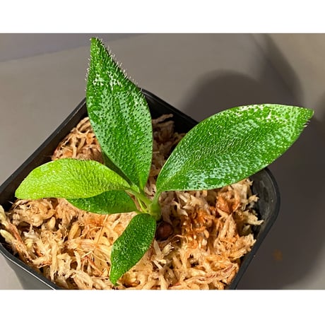 Homalomena hasei "狐尾" from Aceh sumatera [LA0616-04]