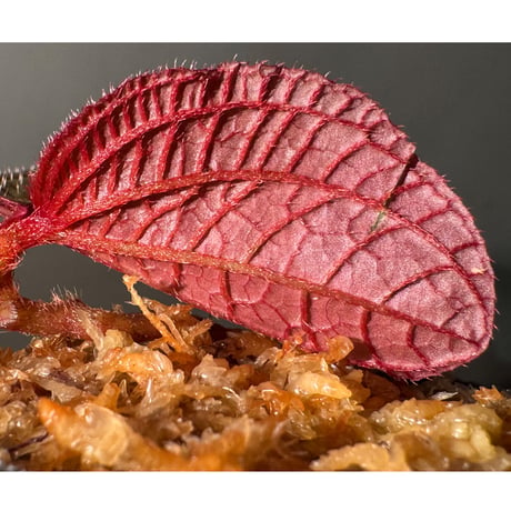 Sonerila sp. from Bukit Biru West Kalimantan