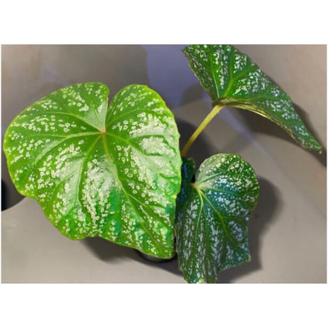 Begonia sp. from Na Hang [YH1118] TK
