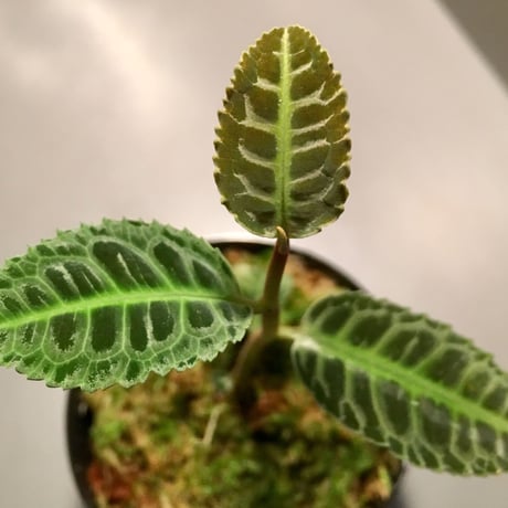 Labisia sp. from Riau Sumatera
