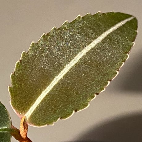 Labisia pumila from Solok sumatera [LA0616-03]