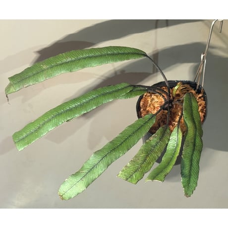 Asplenium sp.(?) from Sulawesi