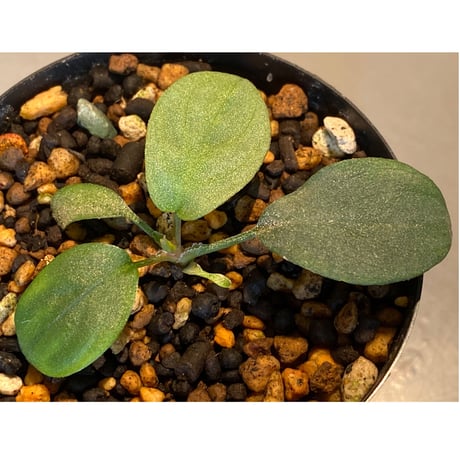 Homalomena sp. "月輪" from Sumatera Utara [LA0118-02]