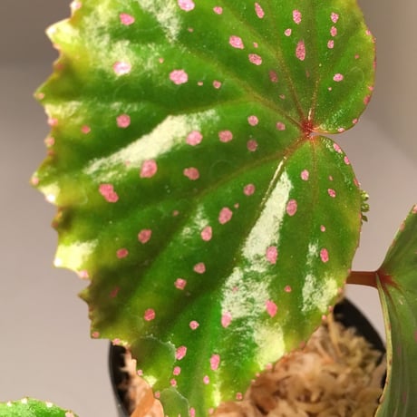 Begonia sp. from Sibu Sarawak
