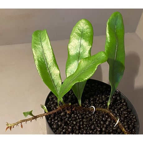 Microgramma nitida 伊藤蟻植物農園
