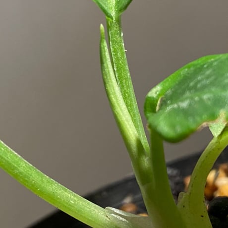 Schismatoglottis Rongisupata from West Kalimantan [KN]