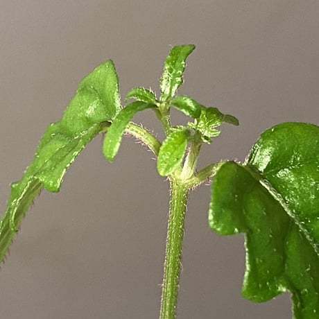 Scrophulariaceae sp. from Valencia, Negros Oriental