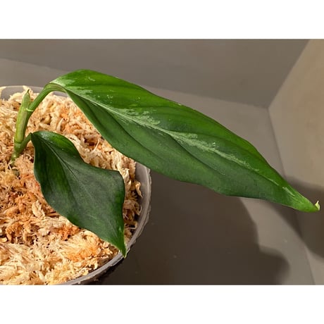 Aglaonema pictum "しるば〜らいん" from Aceh sumatera [LA0918-04j]