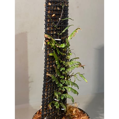 Teratophyllum aculeatum from Nanga pinoh [TB]