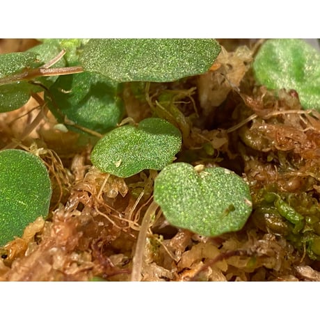 Begonia lichenora (sp.Mini) from Kalimantan Sarawak border [LA]