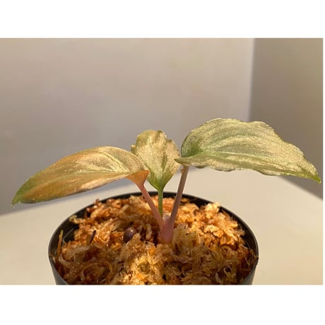 Homalomena sp. "Red Velvet × ?" from Kepulauan Riau wf1 [KZT]