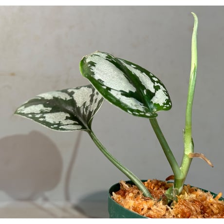 Scindapsus sp. from West Kalimantan