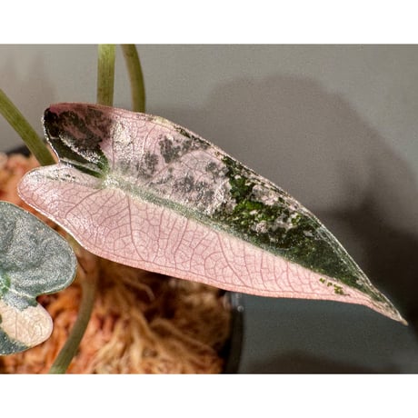 Alocasia Bambino 'Variegata'