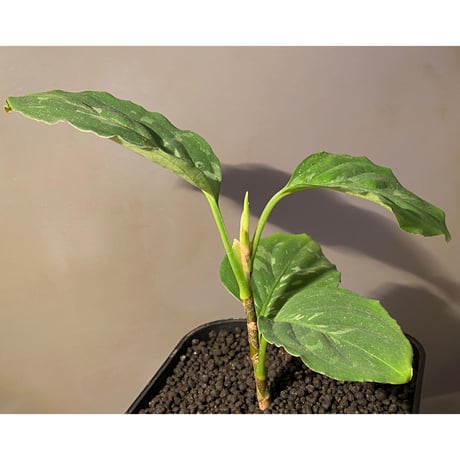 Aglaonema pictum 白モザイク CW1302 西スマトラ [TB]
