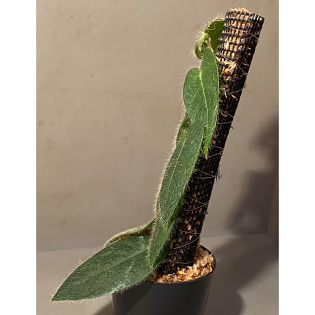 Ficus sp. from Selangor