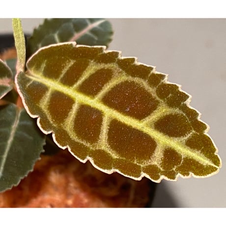 Emblemantha urnulata (Labisia sp.) from Riau sumatera [LA0815-01]