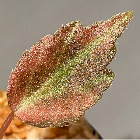 Begonia '煉獄-弐' [LA hyb.-f1-01]