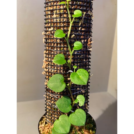 Peperomia sp. from Iquitos Peru [tanakay]