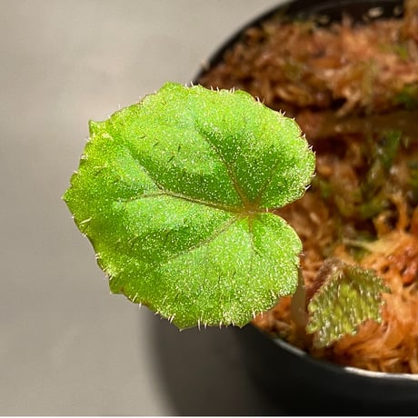 Begonia sp. from Ha Noi [TK140617]
