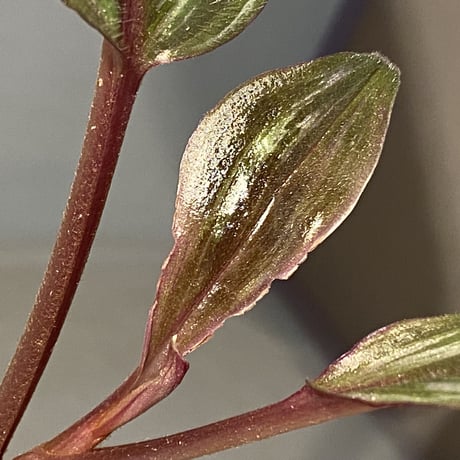Spatholirion sp. from Guangxi