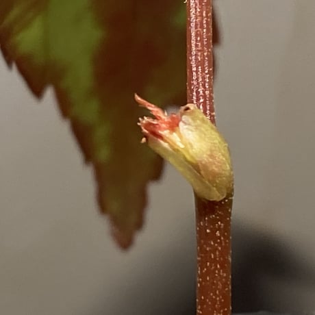 Begonia sp. from North Toraja [S0919-06] STRINGE PLANTS
