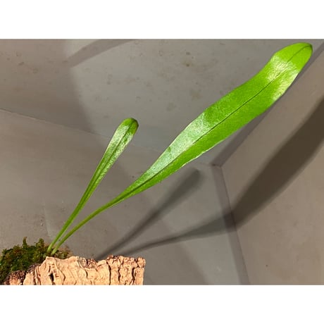 Asplenium sp. from Sangkhlaburi Kanchanaburi Thailand ①