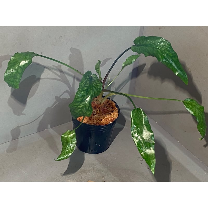 Cryptocoryne joshanii from Basilan island phili