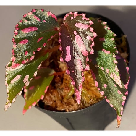 Begonia sp. ぼっち株 from Julau [R1214-01b]