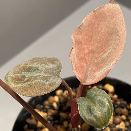 Homalomena cf.humilis from Pulau Lingga [LA0517-z-I]