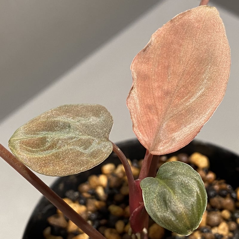 HW正規タグ付きHomalomena cf. humilis 【LA】 正規タグ付き