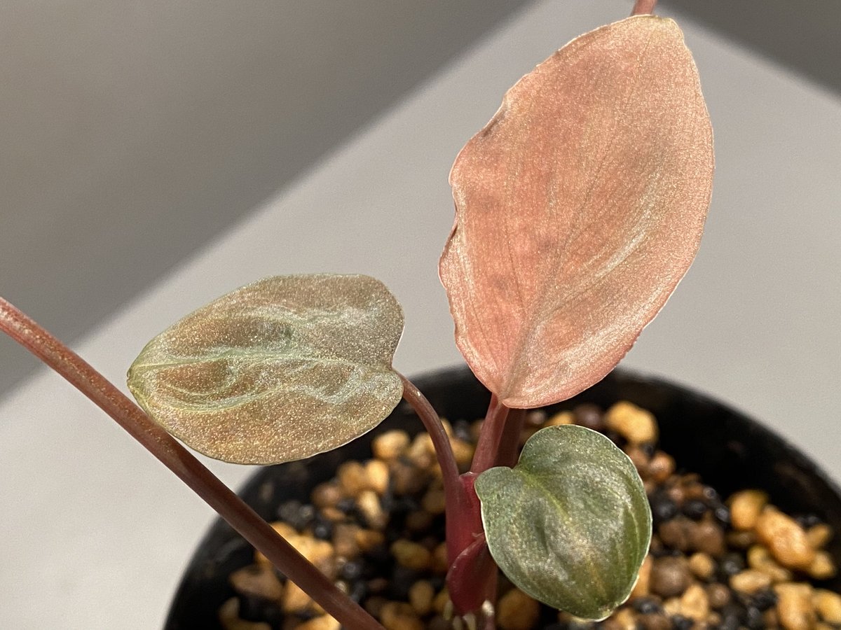 Homalomena cf.humilis from Pulau Lingga [LA0517