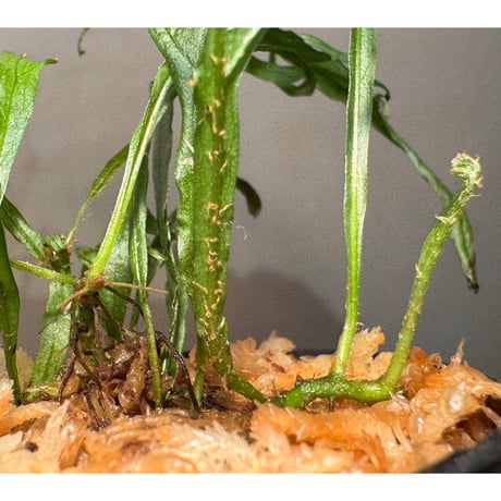 Microsorium sp. from Saripoi [LA0515-02]