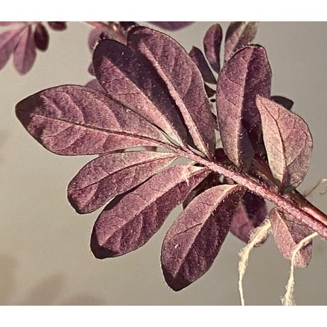 Solanum uleanum